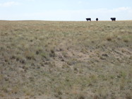 Cattle from the Heward 7E Ranch grazing at the Shirley Basin South site. 