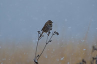 A song sparrow rests on prairie grass at the Weldon Spring Site. 