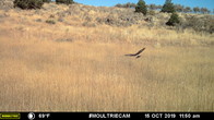 A northern harrier patrolling the site.