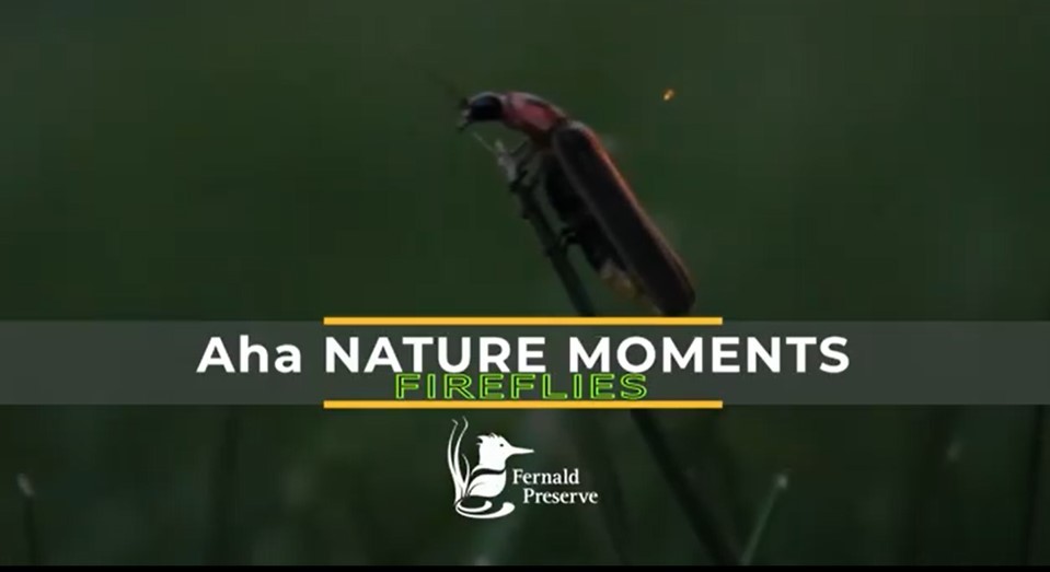 Aha Nature Moments Thumbnail