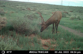 LM’s wildlife cameras captured photos of the elk herd at the Bluewater, New Mexico, Disposal Site in summer 2022.