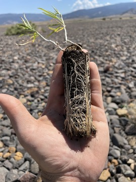 Rabbitbrush rootball