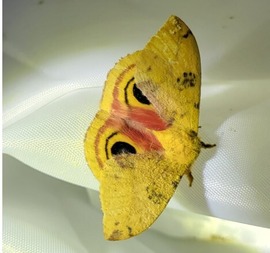 Io Moth - Fernald
