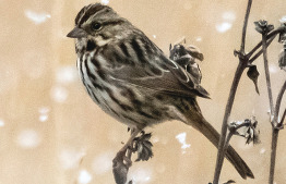 WEL Winter at a Glance flyer_20251028