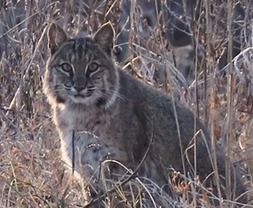 bobcat