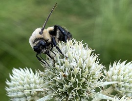 Weldon Bee