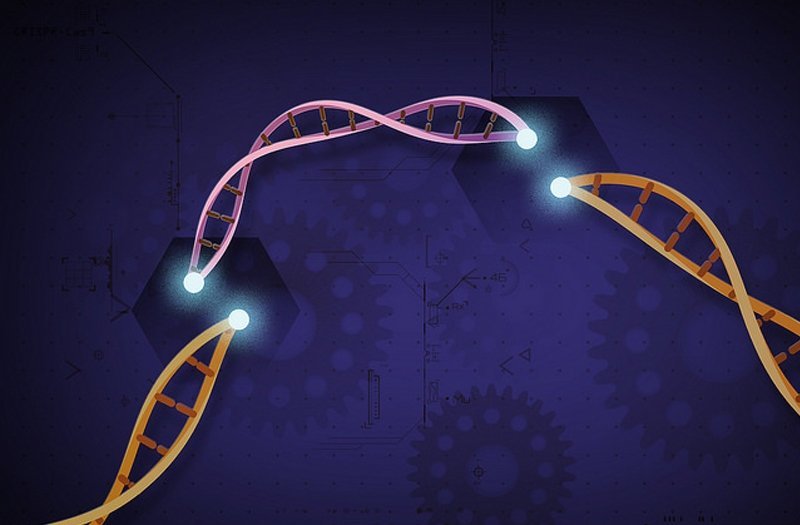 Illustration of a DNA strand that is cut in two with a separate strand in-between