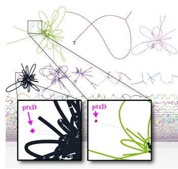 Illustration of a metagenome, with insets of genome clusters that contain the marker gene for the process to change the form of phosphate.