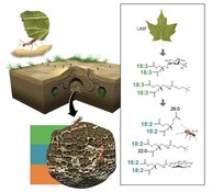 Illustration of a leaf-cutter ant on soil with an inset close-up of the soil and a picture of the chemical process that a leaf breaks down