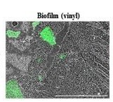 Microscopic image of green 'fuzzy' spots on a gray background with the title "Biofilm (vinyl)"