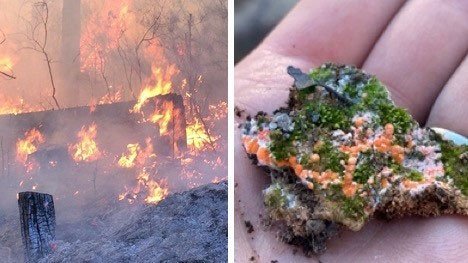 Photo on left, burning and burnt forest floor; photo on right, a hand with a piece of bark covered in moss and orange fungus