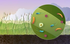 Illustration of wild grasses with a zoom-in close up of microbes on a blade of grass