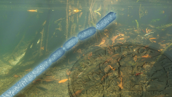 Illustration of a bacteria next to a dime with a background of a photograph of a mangrove swamp