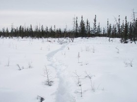 Photo of a field with snow and tracks through it, with pine trees in the background