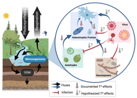 Illustration of the carbon cycle, showing how microorganisms in the soil (viruses, autotrophs, decomposers) affect respiration and photosynthesis