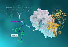 Illustration of the inhibitor BBH-1 and how it fits into the virus that causes COVID-19