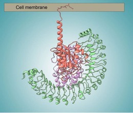 A complex of three proteins (shown in salmon, purple, and green, as twisting ribbon shapes) attached to a cell membrane