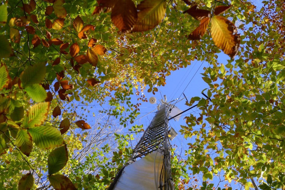 Looking up through green and yellow leaves at a tall metal tower