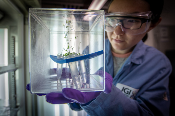 Amber Golini (an Asian woman in a lab coat and goggles) checks on plants growing in test tubes in a clear container