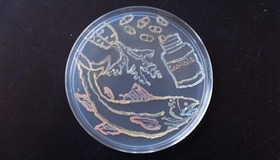 Illustration of a microbe with outlines of a plant, fish, and a pill container with pills coming out of it