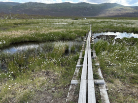 A wooden walkway going out into a peatbog with mountains in the background