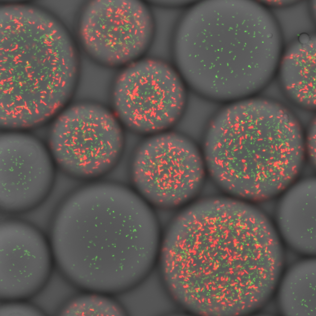 Microscopic image with many circles. Some circles have red, orange, and green speckles or just green speckles.