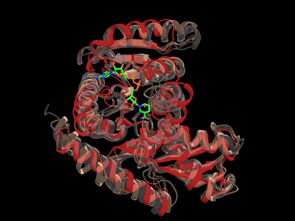 Computer-generated image of a protein structure, which looks like a tangled set of ribbons