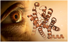 Illustration of an eye with the chemical structure of the rhodopsin molecule (which looks like entangled ribbons) next to it