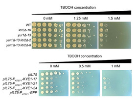 Microscopic images of different strains of yeasts with more on the top (which are more resistant) than on the bottom