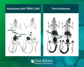 Two images showing mice injected with radioactive antimony. The one on the right has it much more spread out than the one on the left.