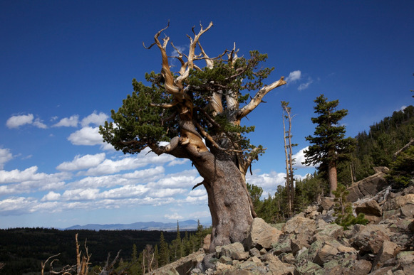 A short twisted tree on a rocky mountainside with taller trees and mountains behind it