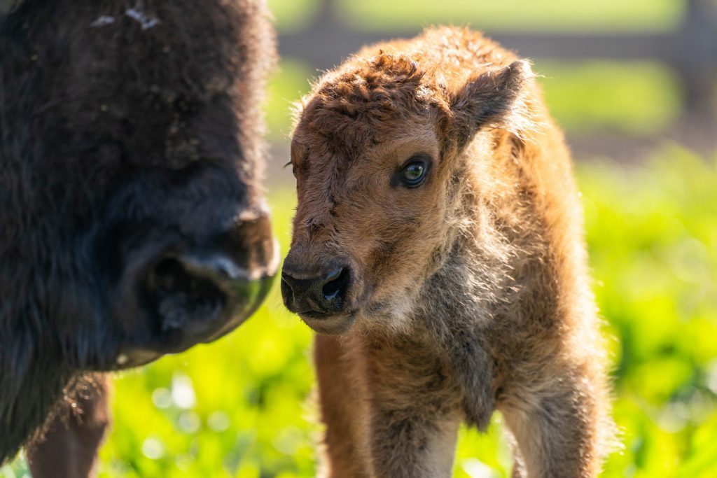 A baby bison and its much larger mother 