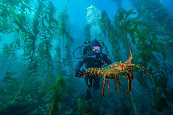 Dive Ranger at Channel Islands National Park swims underwater holding a large lobster.