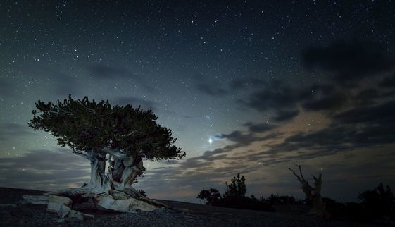 bristlecone pine at night