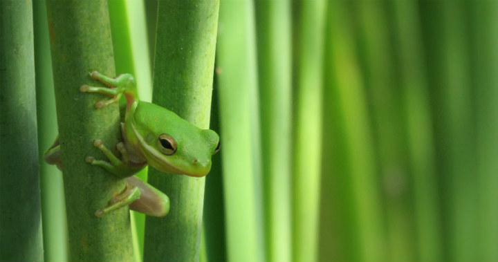 A small green tree frog clings to the stem of a green plant.