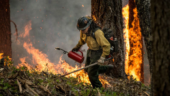 A firefighter in a yellow shirt and safety gear walks by a fire in the forest.