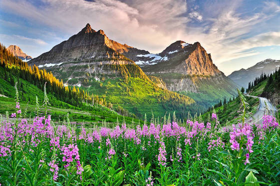 At Glacier National Park, pink flowers grow on a grassy hillside with a large mountain in the background. Photo by Shan Lin.