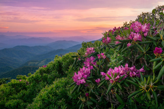 Purple rhododendrons adorn a green mountain side while a pink sunset colors the background. 