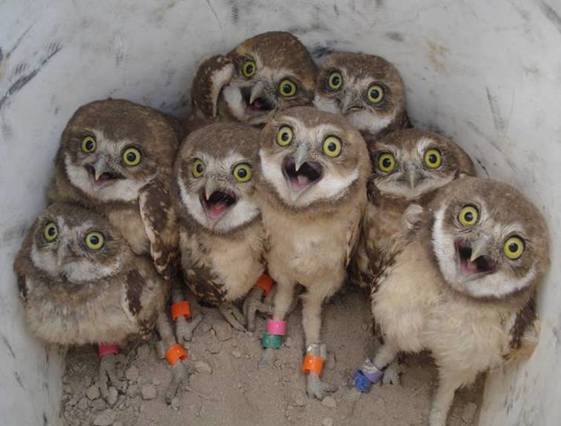 A group of Burrowing Owls stare back at the camera. 