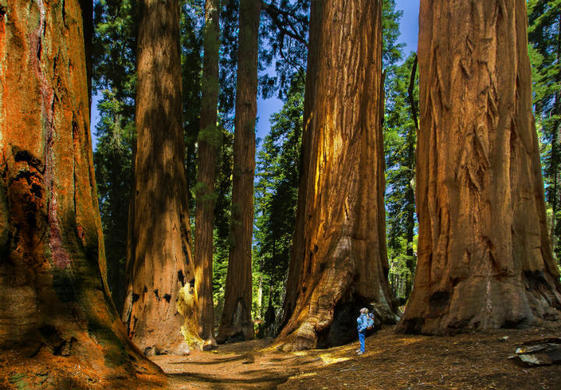 A woman stands at the base of a group of massive trees.