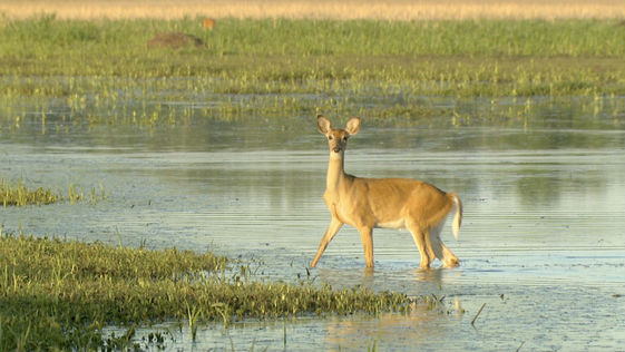 A small deer stands in shallow water near a grassy riverbank.