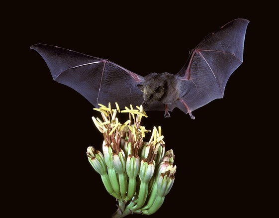 Mexican long-tongued bat