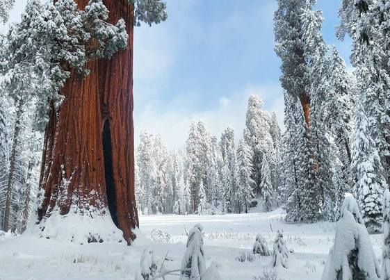 sequoia trees in the snow