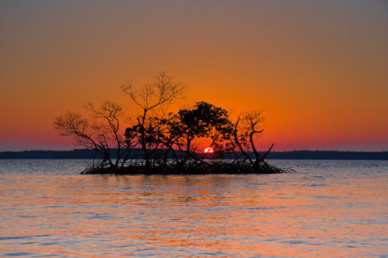 A small island of short trees rises out of the water under an orange sunset sky.