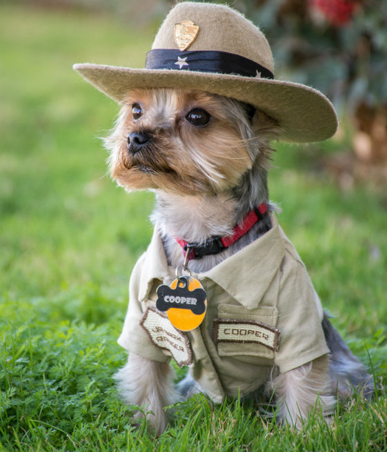 Cooper, a Yorkshire terrier, poses in his bark ranger uniform.