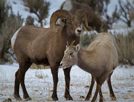 A male and female bighorn sheep stand together eating grass poking up from the snow covered ground.