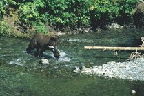 Black bear fishing in the water. Photo by USFS.