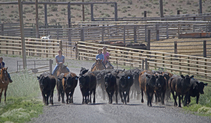 Winecup horse riders herd cattle