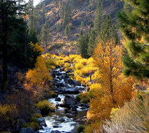 yellow foliage near low trickling stream