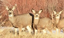 Three deer stare at the camera in field with brush in background